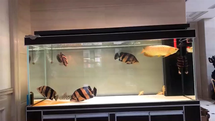 金龍配虎魚絕了
