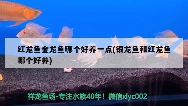 紅龍魚金龍魚哪個好養一點(銀龍魚和紅龍魚哪個好養)