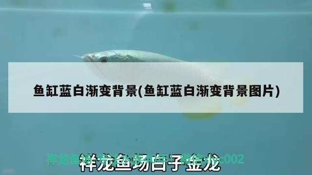 魚缸藍白漸變背景(魚缸藍白漸變背景圖片)
