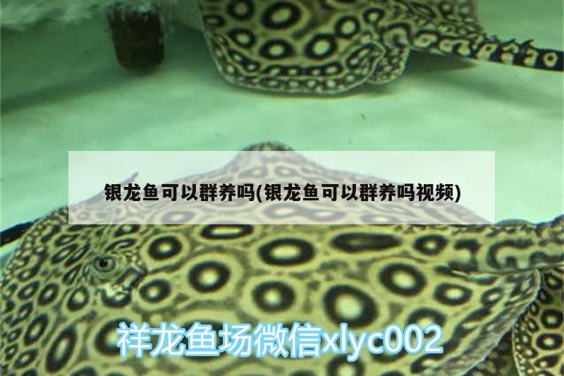 銀龍魚可以群養(yǎng)嗎(銀龍魚可以群養(yǎng)嗎視頻)