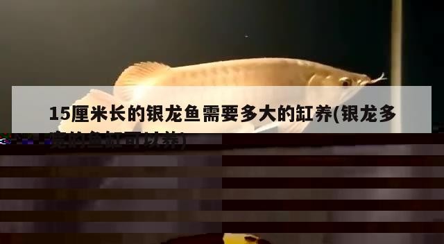15厘米長的銀龍魚需要多大的缸養(銀龍多寬的魚缸可以養)