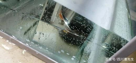 玻璃魚缸碎了一般怎么修復：玻璃魚缸碎了可以根據裂縫的情況采取不同的修復方法