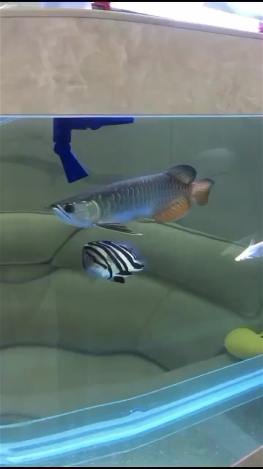 新手：800元金龍和380元虎魚