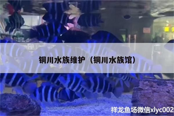 銅川水族維護（銅川水族館）