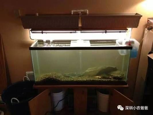 魚虱進入人體后會有哪些癥狀，魚虱對人體有哪些潛在危害，如何預防魚虱感染