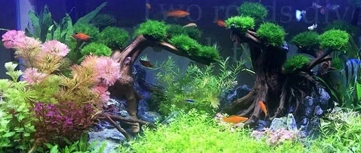 紅龍魚高清圖片欣賞（紅龍魚高清圖片欣賞大全）
