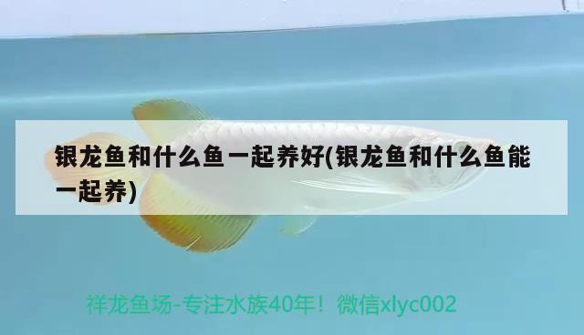 銀龍魚和什么魚一起養好(銀龍魚和什么魚能一起養)