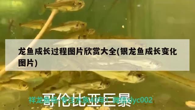 龍魚(yú)成長(zhǎng)過(guò)程圖片欣賞大全(銀龍魚(yú)成長(zhǎng)變化圖片)