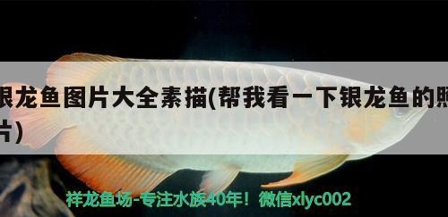 銀龍魚圖片大全素描(幫我看一下銀龍魚的照片) 銀龍魚圖片大全素描(幫我看一下銀龍魚的照片) 銀龍魚百科