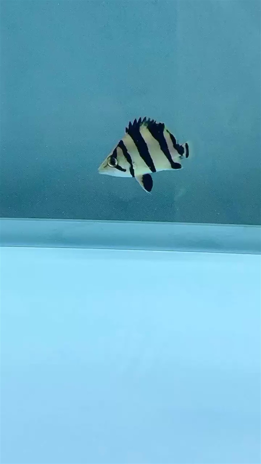 泰虎 三紋虎魚