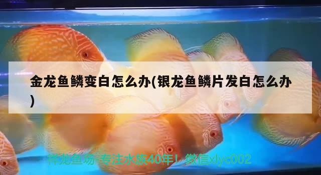 金龍魚鱗變白怎么辦(銀龍魚鱗片發白怎么辦)