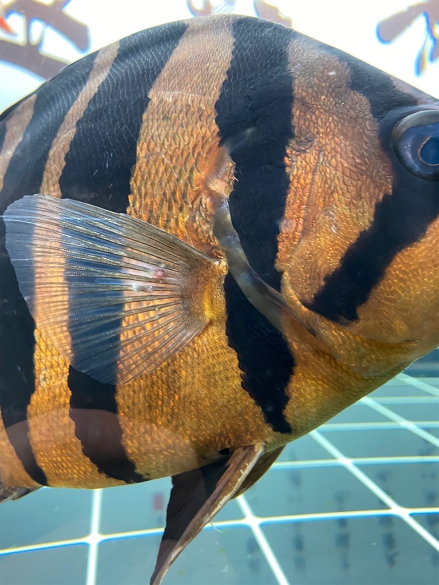 求助貼虎魚魚鰭異物