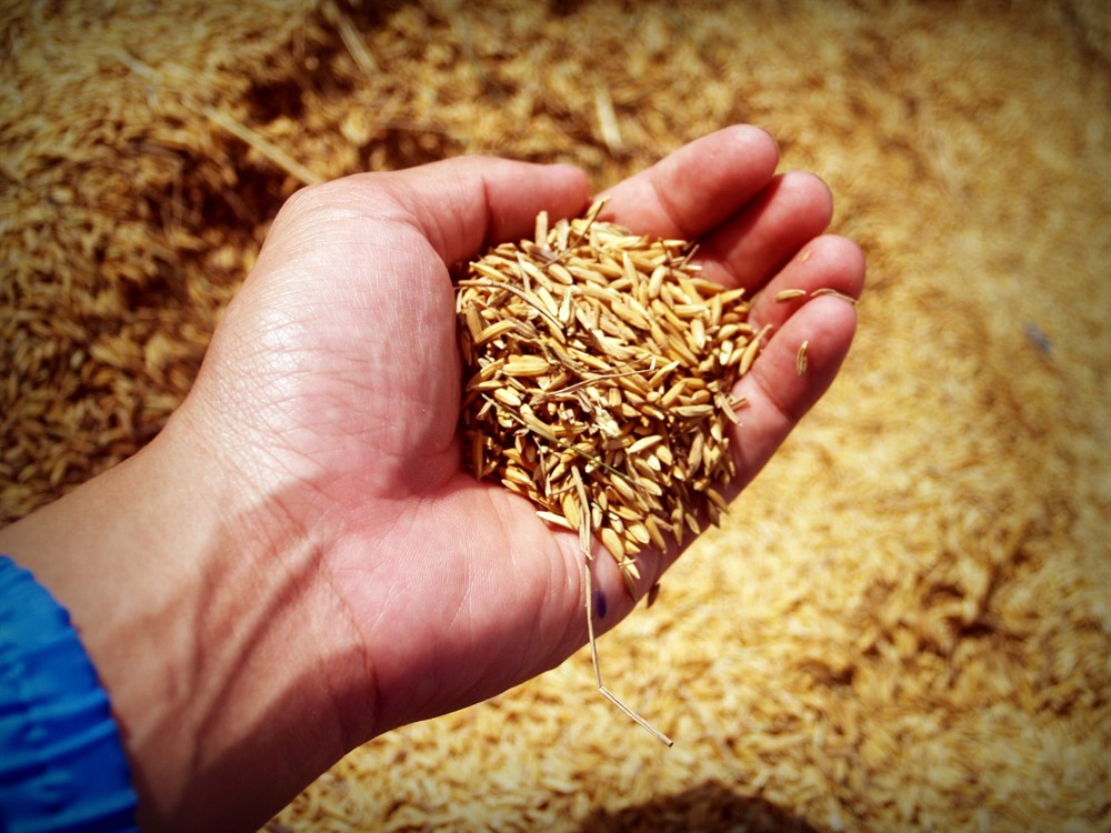 印度虎魚怎么養的活（印尼虎魚生活環境）
