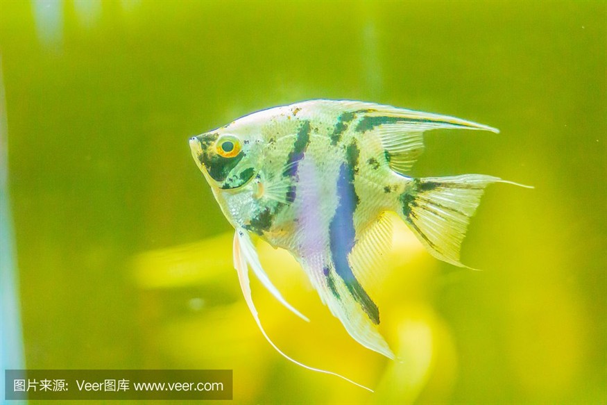玻璃魚缸哪里有賣的：2024年十大玻璃魚缸品牌網店排行榜