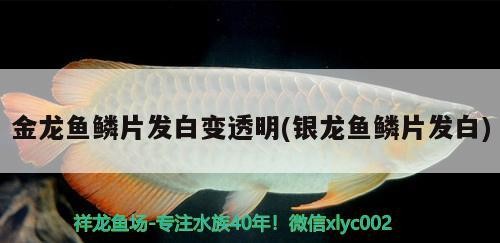 金龍魚鱗片發(fā)白變透明(銀龍魚鱗片發(fā)白)