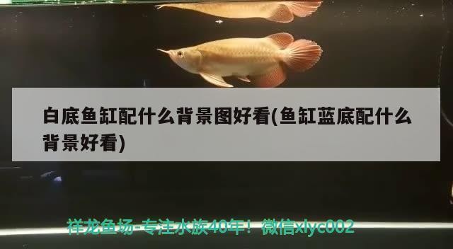 魚缸七彩燈遙控壞了（魚缸七彩燈遙控壞了怎么辦）