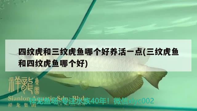四紋虎和三紋虎魚哪個好養(yǎng)活一點(三紋虎魚和四紋虎魚哪個好)