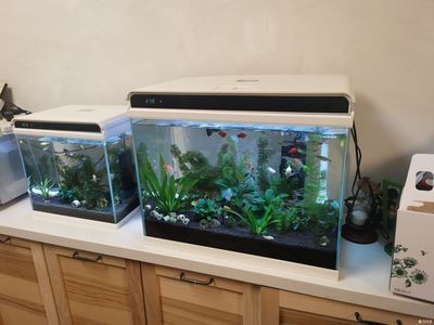 成品魚缸好不好：成品魚缸和diy魚缸的優缺點