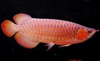 紅龍魚變色用側光放外好還是在內好 紅龍魚變色用側光放外好還是在內好 龍魚百科 第1張