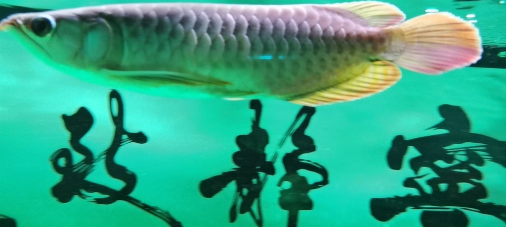 三亞水族館立鱗恢復心情大好 三亞水族館立鱗恢復心情大好 銀龍魚百科 第1張