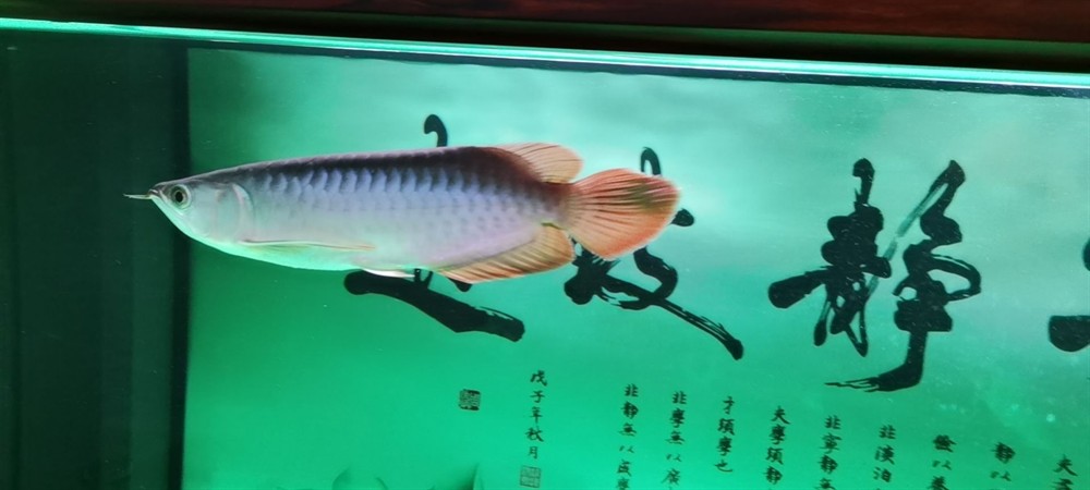 三亞水族館立鱗恢復心情大好 三亞水族館立鱗恢復心情大好 銀龍魚百科 第2張