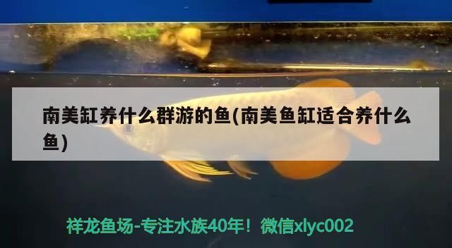 南美缸養什么群游的魚(南美魚缸適合養什么魚)
