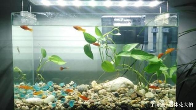 大圓魚缸適合養(yǎng)水培植物嗎