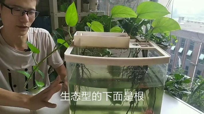 大圓魚缸適合養(yǎng)水培植物嗎