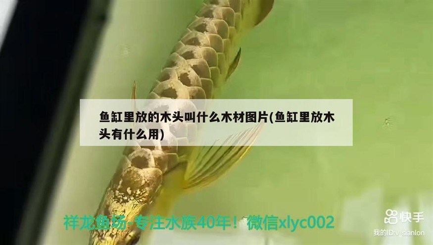 魚缸里放的木頭叫什么木材圖片(魚缸里放木頭有什么用) 魚缸里放的木頭叫什么木材圖片(魚缸里放木頭有什么用) 銀龍魚百科