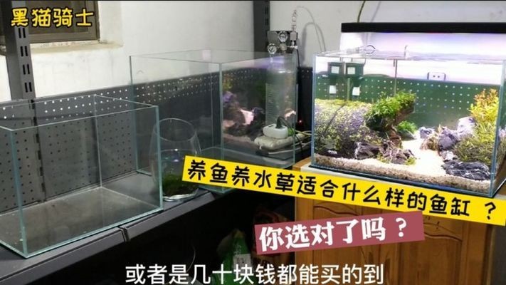興寧市鴻藝水族店（興寧市鴻藝水族店地址）