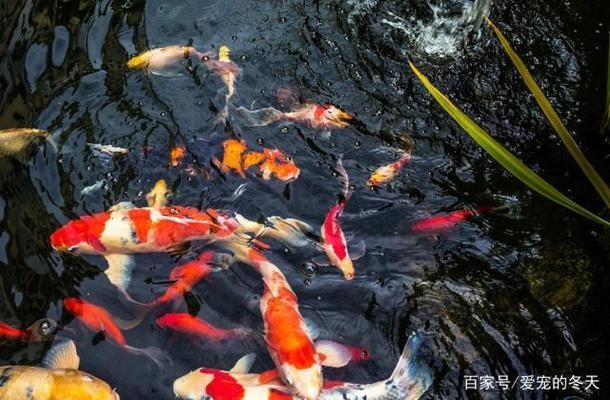 紅龍魚苗好養嗎圖片欣賞（紅龍魚苗好養嗎圖片欣賞大全）