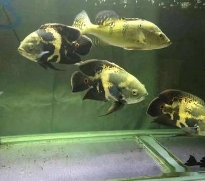 浚縣衛溪辦事處永梅水族館（浚縣衛溪辦事處永梅水族館電話）