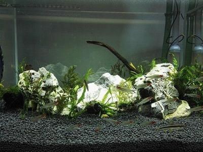 云城區年年有余水族館（年年有余餐館電話）