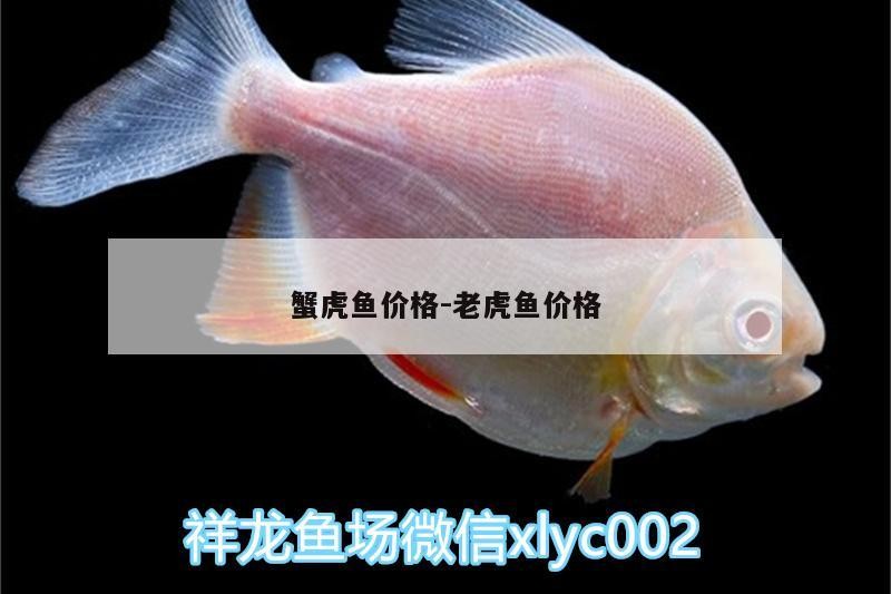 蟹虎魚價(jià)格:老虎魚價(jià)格