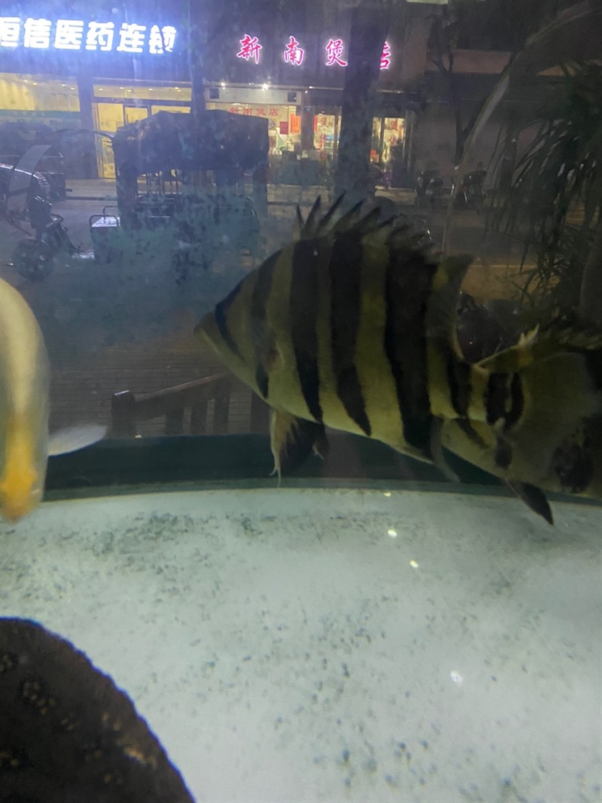 大虎魚 三紋 印尼 蘇虎 40+