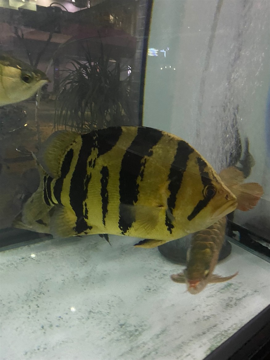大虎魚 三紋 印尼 蘇虎 40+