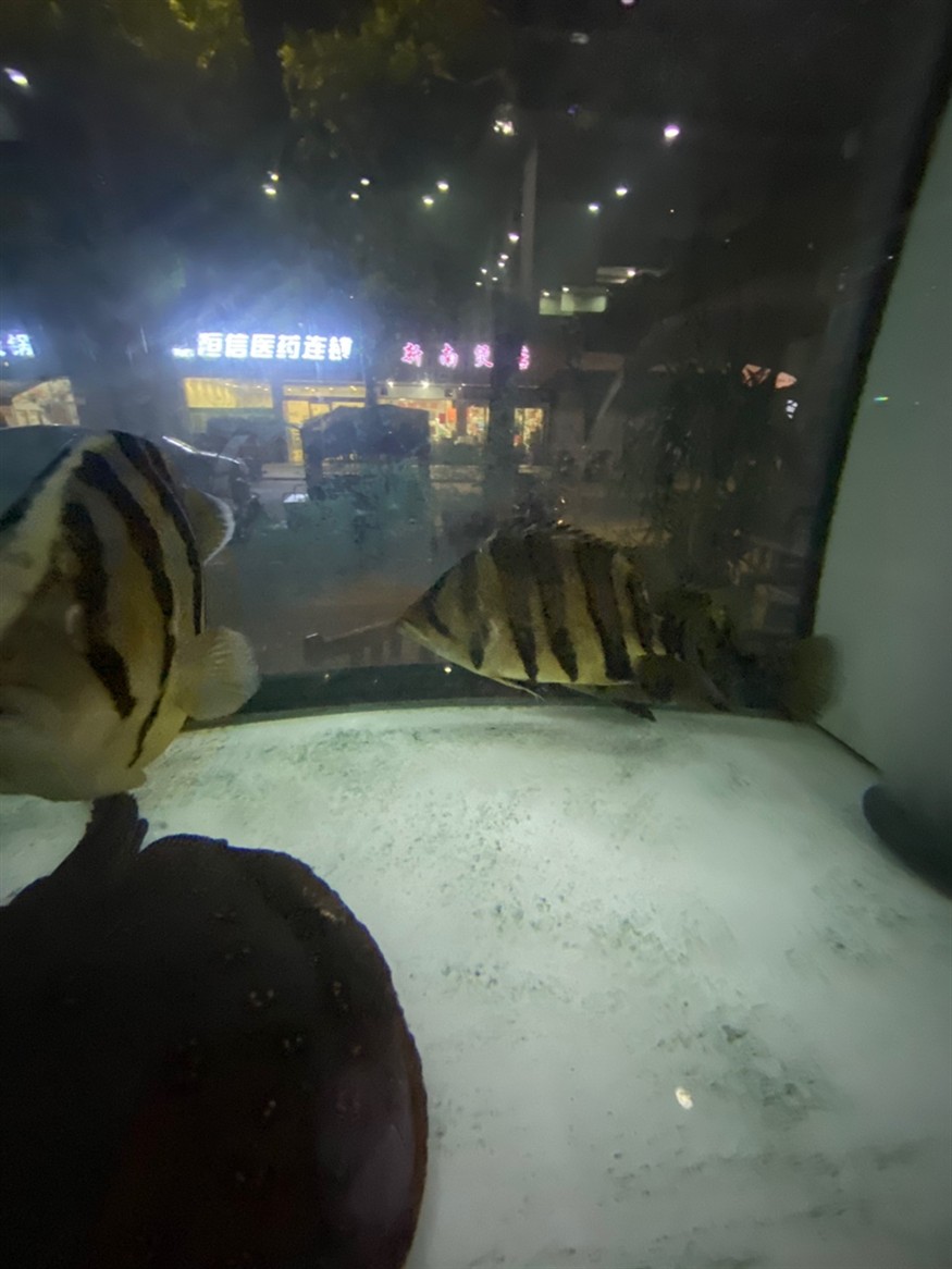 大虎魚 三紋 印尼 蘇虎 40+