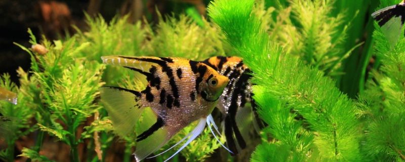 帶蓋的魚缸好還是不帶蓋的好：帶蓋的魚缸和不帶蓋的魚缸各有優缺點