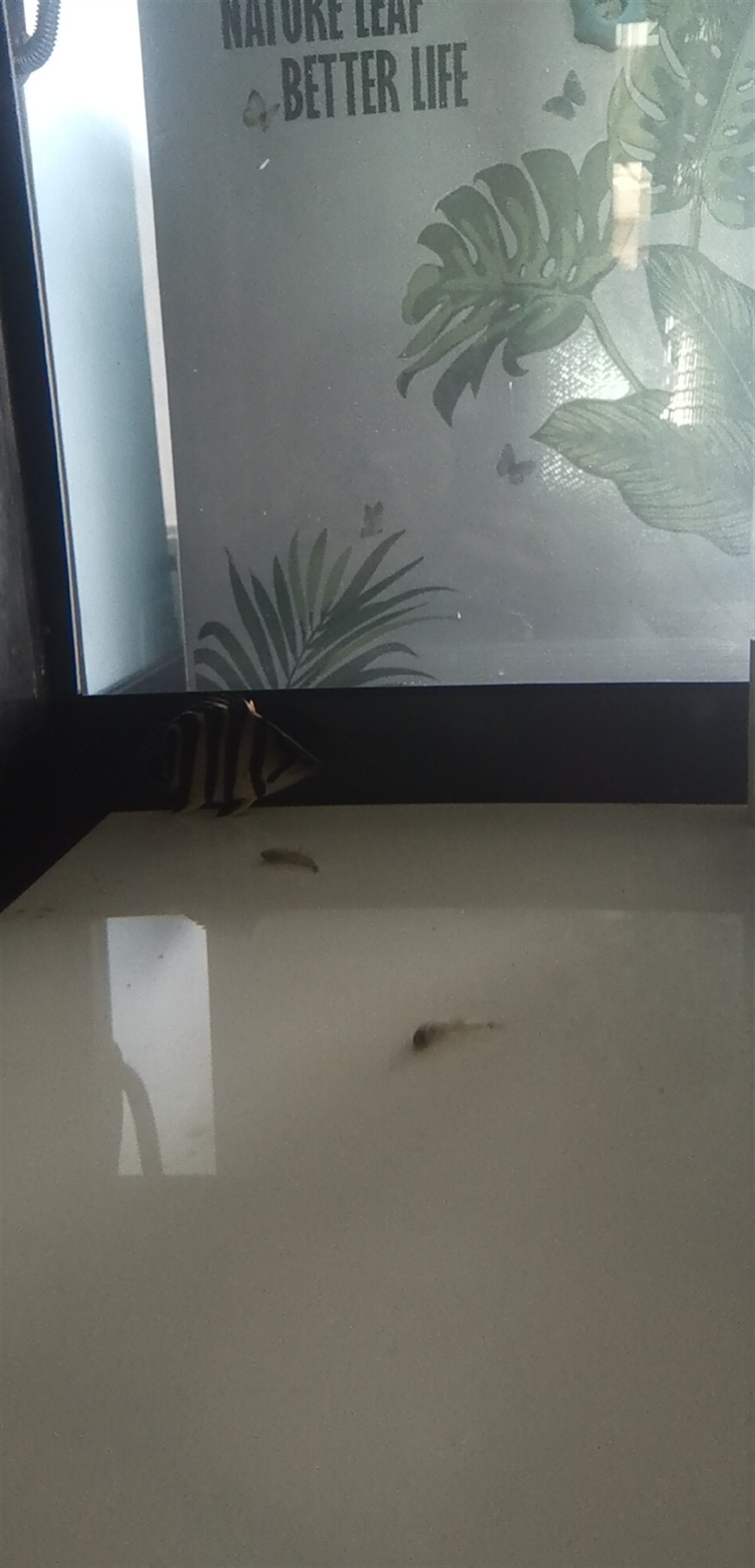 虎魚開口