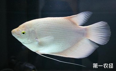 養6角龍魚要多大空間 養6角龍魚要多大空間 龍魚百科 第2張