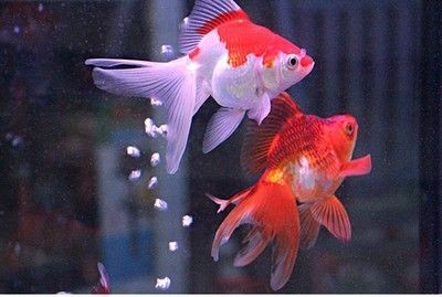 龍魚家里養幾個好風水