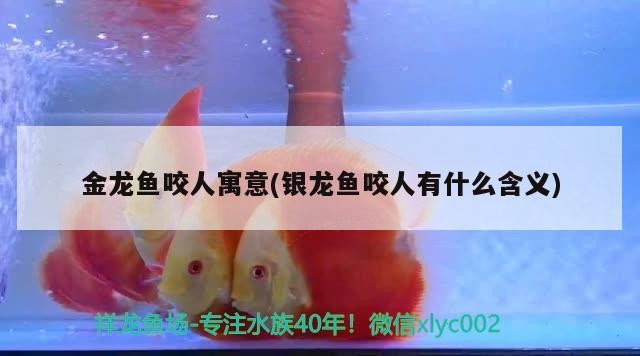 金龍魚咬人寓意(銀龍魚咬人有什么含義)