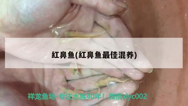 紅鼻魚(紅鼻魚最佳混養)
