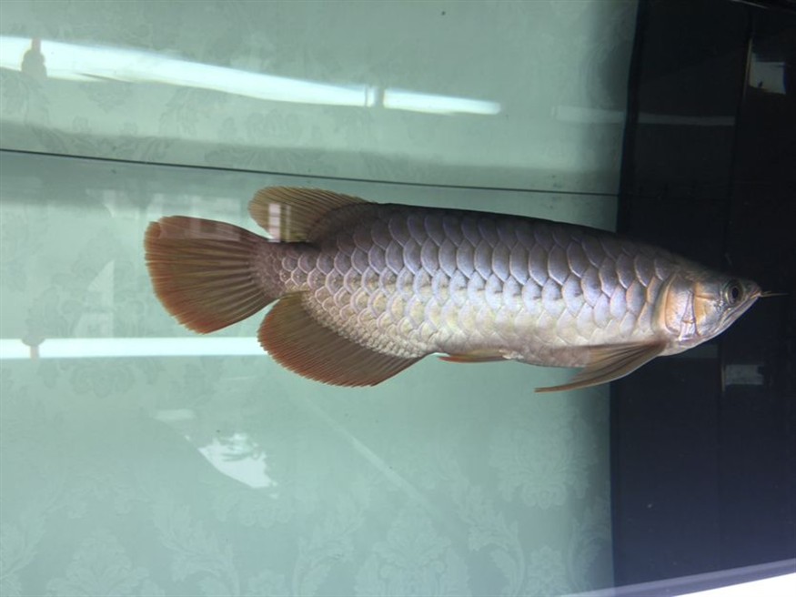 6個月