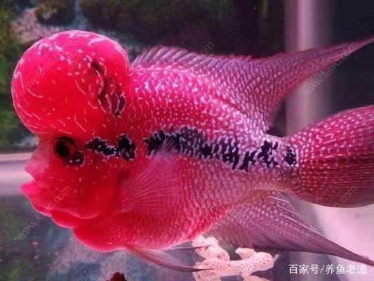 聊城市東昌府區魚樂水族館（聊城市東昌府區魚樂水族館電話）