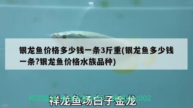 銀龍魚價格多少錢一條3斤重(銀龍魚多少錢一條?銀龍魚價格水族品種)