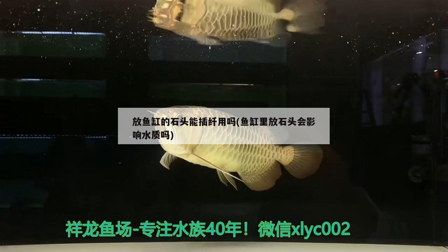 放魚缸的石頭能插纖用嗎(魚缸里放石頭會影響水質嗎)