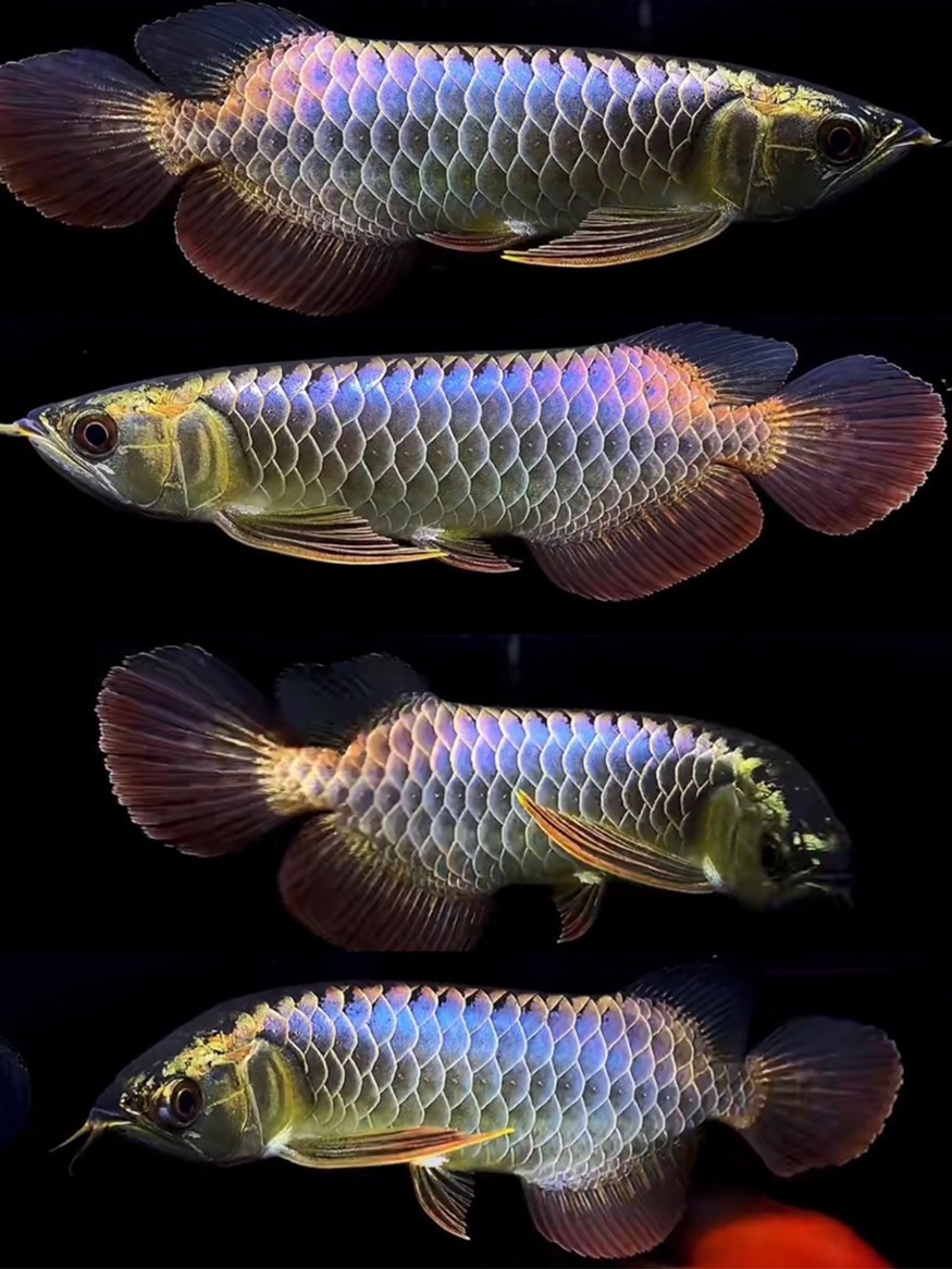 全國收中大尺寸虎魚龍魚