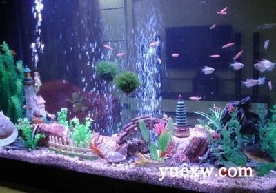 虎魚吃多了怎么辦(虎魚只吃活食怎么辦)