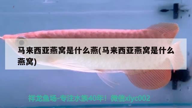 紅龍魚好養不（紅龍魚好養不好養） 紅龍魚好養不（紅龍魚好養不好養） 紅龍魚百科